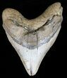 Bargain, Megalodon Tooth - North Carolina #59022-1